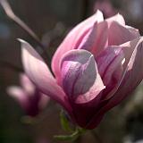 IMG_5009 - Version 2